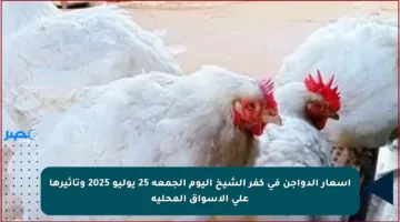 أسعار الدواجن في كفر الشيخ اليوم الجمعة 25 يوليو 2025 وتأثيرها على الأسواق المحلية